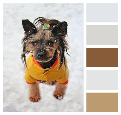 Dog Yorkshire Terrier Dog Clothes Image